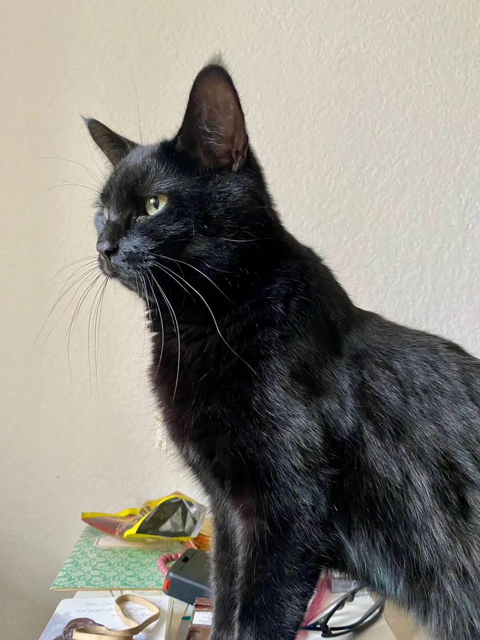 Fotovorlage: schwarze Katze mit gelbgrünen Augen im Profil nach links, vor einer hellen Wand.