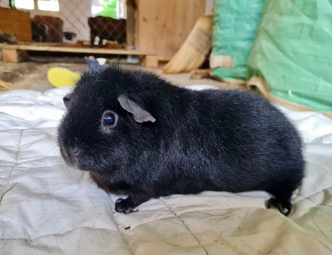 Fotovorlage: schwarzes Meerschweinchen, im Profil nach links auf einer hellen Decke sitzend.